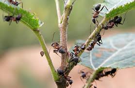 Dedek vrtnar potresel poper po vrtu: Najprej smo se smejali, zdaj tudi mi - neverjetna metoda dela agronoma